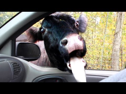 THE BEST CUTE AND FUNNY ANIMAL VIDEOS OF 2019!