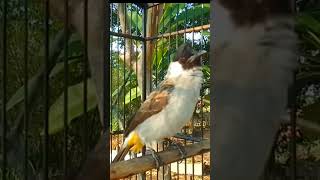 Download lagu Suara burung kutilang gacor memanggil lawan mp3 Download lagu Suara burung kutilang gacor memanggil lawan mp3