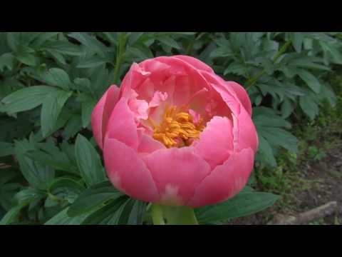 download lagu mp3 mp4 Hawaiian Sunset Peony, download lagu Hawaiian Sunset Peony gratis, unduh video klip Hawaiian Sunset Peony