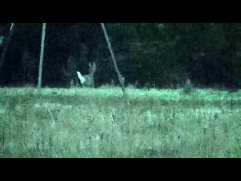 Doe Harvest @ 100yds Sisco D Ranch Doe Harvest @ 100yds Sisco D Ranch