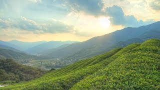 The Perfect Cup of Green Tea in Hadong