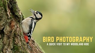BIRD PHOTOGRAPHY | A quick visit to my woodland hide - episode 1
