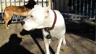 preview picture of video 'An ex-stray Dogo Argentino after 2+ months of private care.'