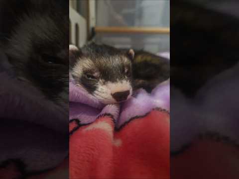 Sleepy Eepy Cheepie