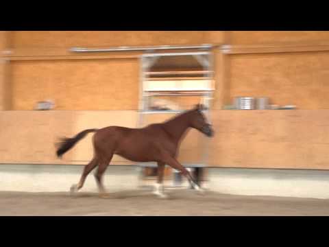 Irish Sport Horse Wallach 4 Jahre 164 cm Fuchs