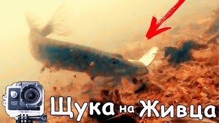 Как насадить живца на щуку