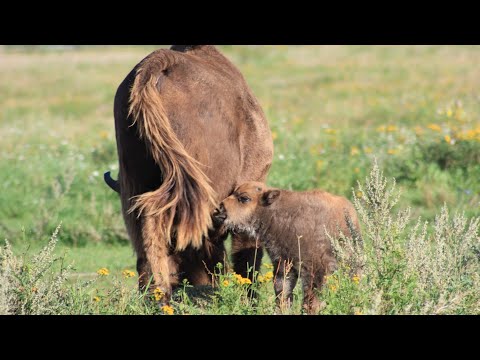 Heimische Tiere - Wisente in Sielmanns Naturlandschaft Döberitzer Heide