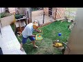 Crazy Dave Feeding Potato Mine PvZ Edit