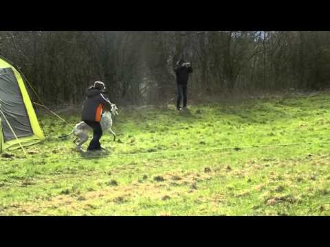 Trénink coursing 8.4.2012 - Krysí kluci a Connie