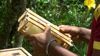 preview picture of video 'Bee Farming at Idalgashinna'