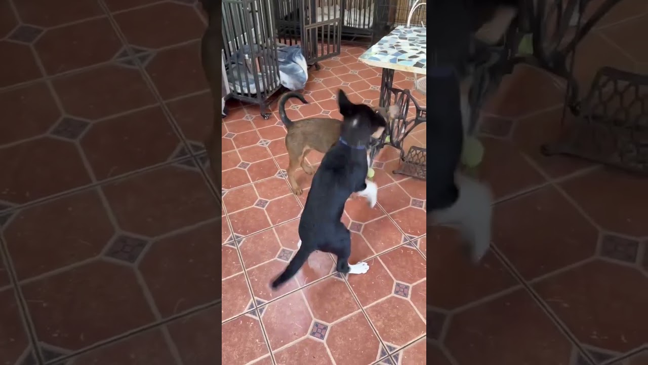 CeCe (13wk PUPPY), an adopted mixed breed in Greeneville, TN video 5/5