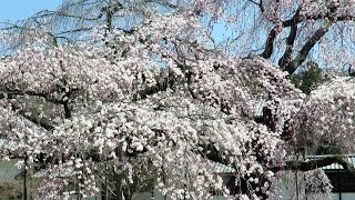 preview picture of video '京都 醍醐寺のしだれ桜(2015-03)Daigo-ji Temple with cherry blossoms, Kyoto'