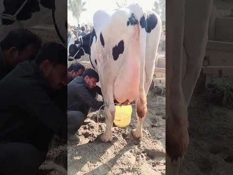 Biggest Australian Milking Cow 70 KG Milk Record