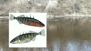 Лучшие реки для рыбалки в беларуси