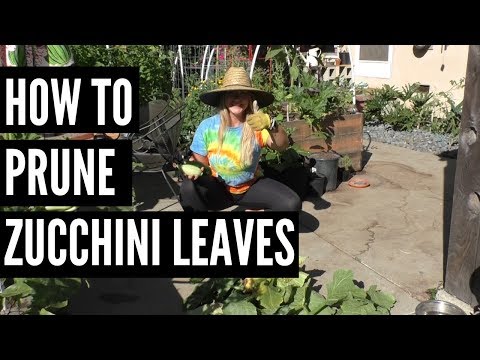 , title : 'How to Prune Zucchini Leaves'