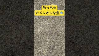 見つかられる？めっちゃカメレオンな魚いた #魚 #水族館