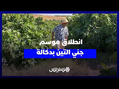 انطلاق موسم جني التين بدكالة 