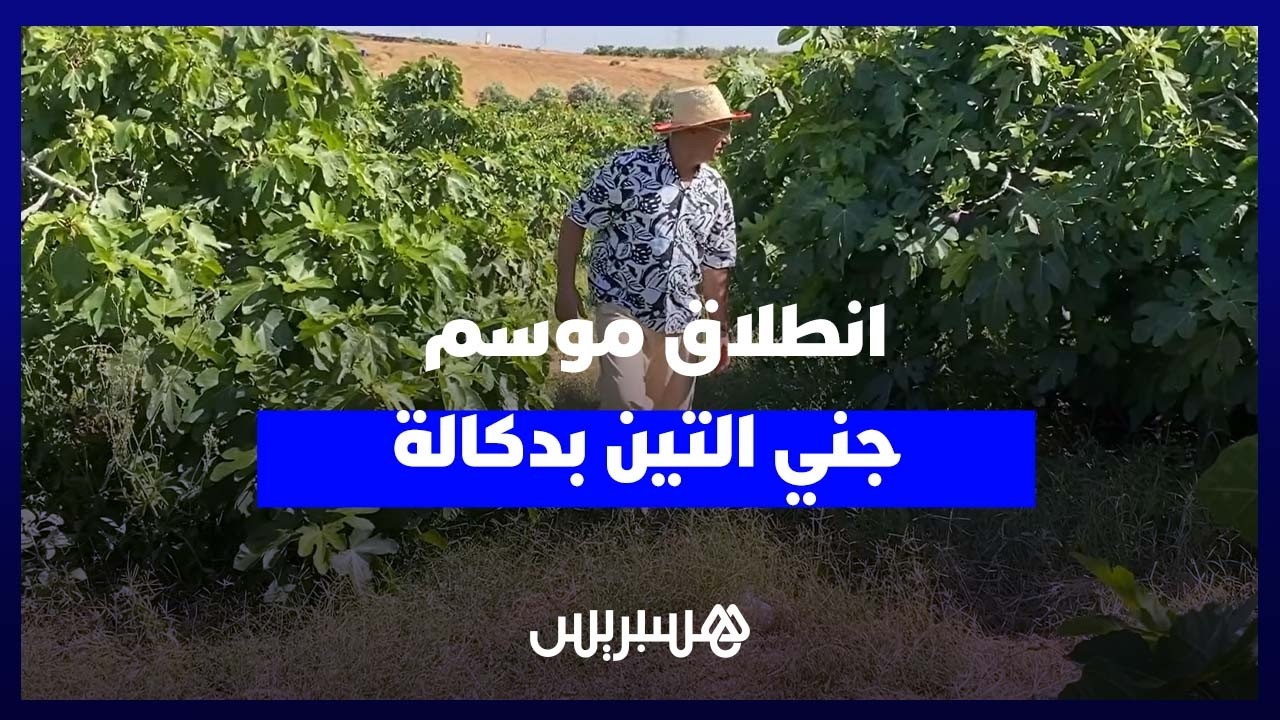 موسم التين بدكالة.. جودة الإنتاج وإقبال الأسواق ينعشان آمال الفلاحين thumbnail