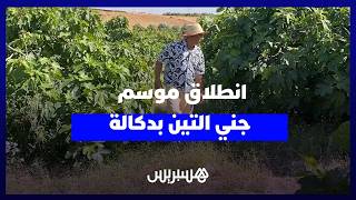 موسم التين بدكالة.. جودة الإنتاج وإقبال الأسواق ينعشان آمال الفلاحين thumbnail