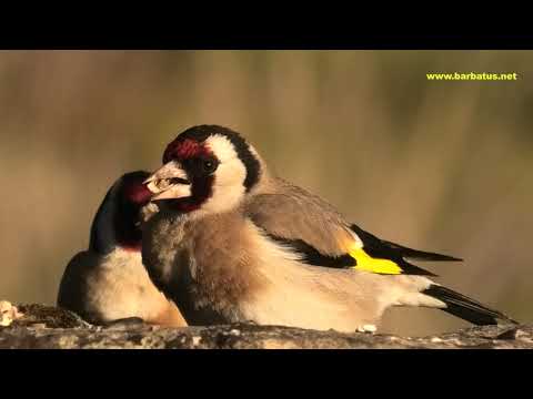 JILGUERO | GOLDFINCH | Carduelis carduelis 4K