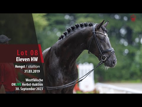 ONLIVE Herbst-Auktion Lot 08 Eleven HW Hengst v. Escamillo -  Den Haag