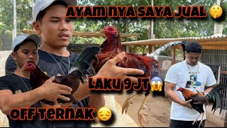 Download lagu Jual semua ayam ‼️ termasuk ayam dari bli bima😱🤫🤫 tonton sampai habis‼️ mp3
