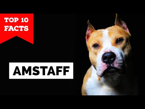 American Staffordshire Terrier – Die 10 wichtigsten Fakten [Amstaff]