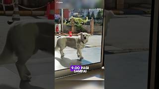 Download lagu A Dog's Loyalty to Its Owner! mp3