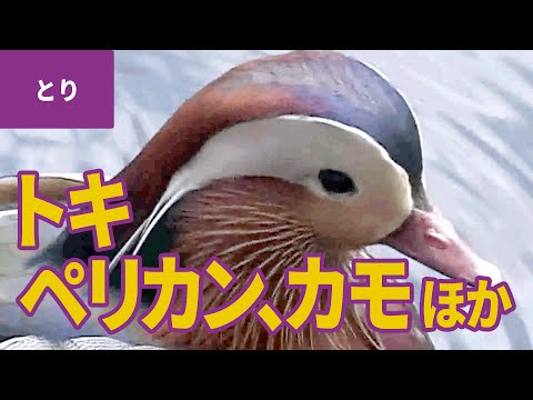 ガラゴ モホリ山脈.png