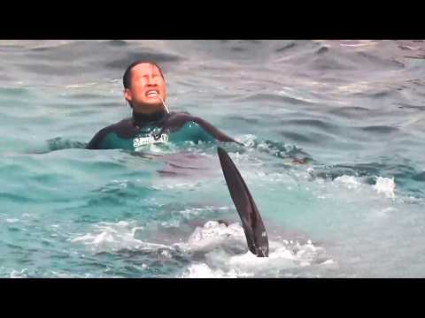 8 Mins of Orcas Attacking Their Trainers