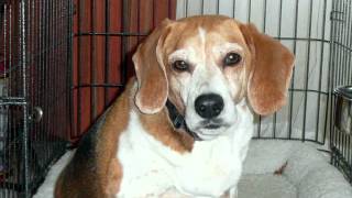 Tbone pictures movie