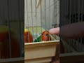 Savage bird...being...savage
