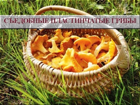 Съедобные пластинчатые грибы. Съедобные грибы фото и названия
