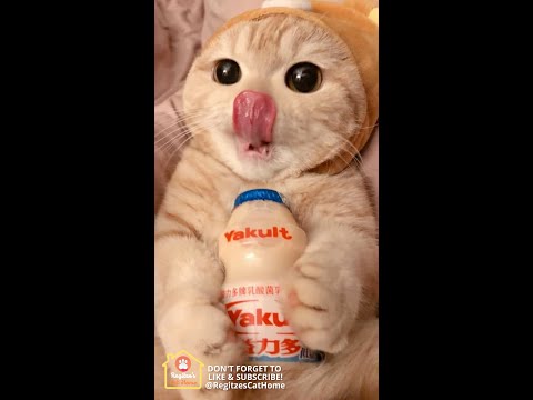 CAT TIPS - Does your cat tastes bitter taste?