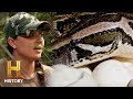 HUGE Pythons In Their BACKYARD Swamp People Serpent Invasion Season 3