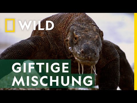 Die Geheimwaffe der Komodowarane | Mai mit Biss