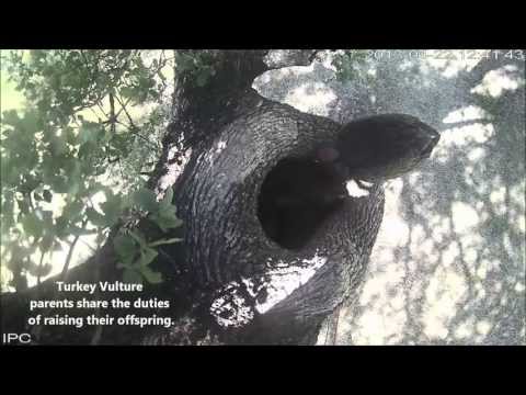 Turkey Vulture Shift Change