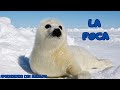 La Foca Video Explicando A Este Animal Marino Documental Educación Animales