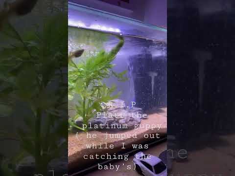 R.I.P the platinum guppy #aquariums #fishkeeping
