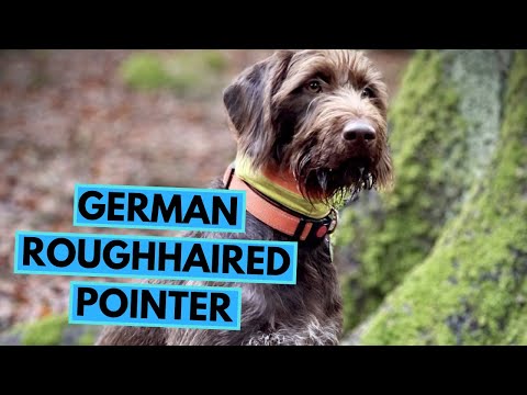German Roughhaired Pointer - TOP 10 Interesting Facts - Deutsch Stichelhaar