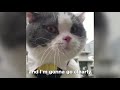 Funny Cats Speaking English Cats Speaking Better Than Humans