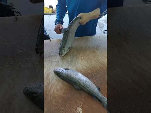 How to fillet a fish (trout) easily : A Beginner's Guide