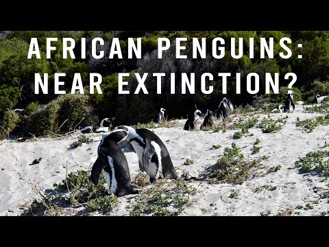 Meet the Highly Endangered Penguins of South Africa