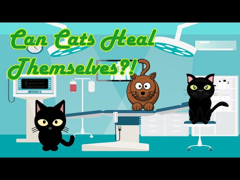 Can Cats Heal Themselves? - YouTube