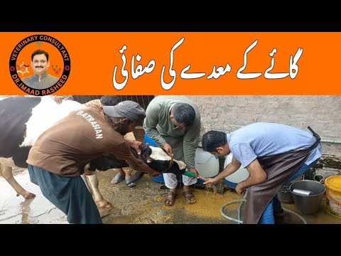 Gastric lavage in cow | Gaye ky band maiday ka ilaj | Impaction in cow and its treatment | Stomach T