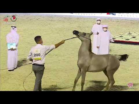 N.200 GHAZI MS - UAE National Championship 2020 - Yearling Colts (Class 7A)