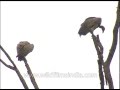Vultures - birds of prey - sitting on tree-tops 