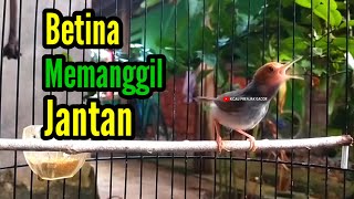 Download lagu PRENJAK BETINA [ PRENJAK BETINA Gacor Istimewa Suara Jernih Memanggil Prenjak Jantan ]. mp3