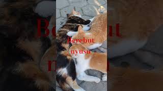 Download lagu rebutan mimik cucu #entertainment #cat #cute #funny #shorts mp3