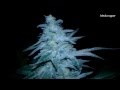 31 Strains of Marijuana In One Garden! 